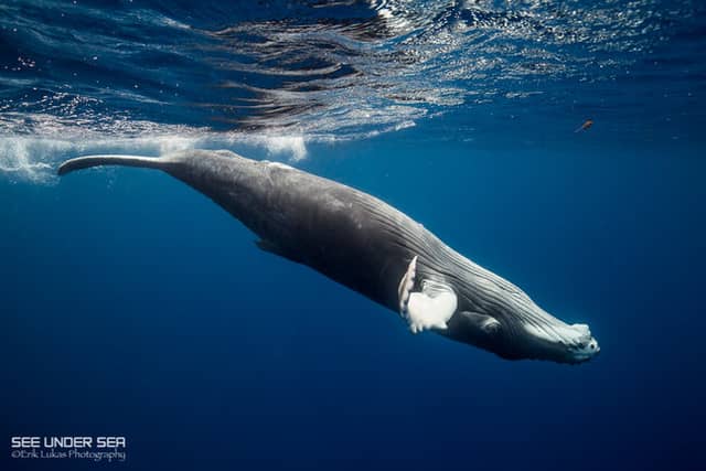 The World's Best Places to Swim with Whales The World's Best Places to Swim with Whales