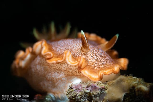 Anilao Philippines Ultimate Photo Workshop Spring 2026 Anilao Philippines Ultimate Photo Workshop Spring 2026