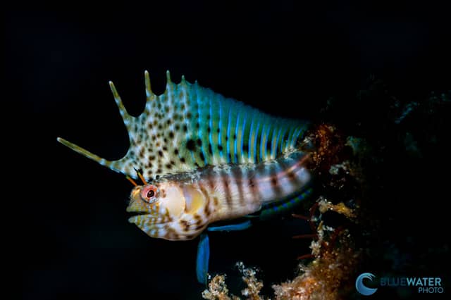 Ultimate Whale Shark & Sea Lion Sea Of Cortez Trip 2026 Ultimate Whale Shark & Sea Lion Sea Of Cortez Trip 2026