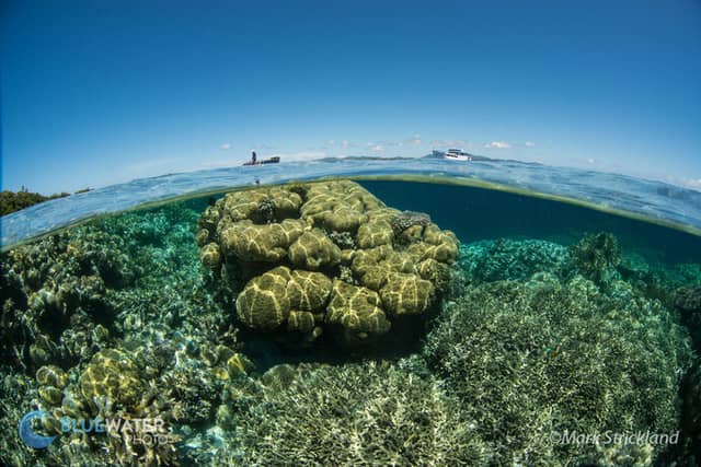 Ultimate Solomon Islands Liveaboard Trip 2026 Ultimate Solomon Islands Liveaboard Trip 2026