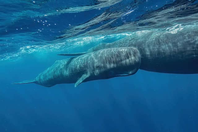 Dominica Sperm Whales 2026 & 2027 Dominica Sperm Whales 2026 & 2027