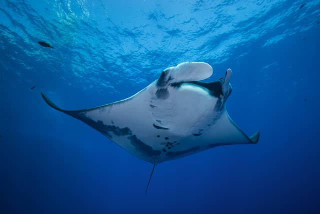 Komodo & Bali Liveaboard Adventure 2026 Komodo & Bali Liveaboard Adventure 2026