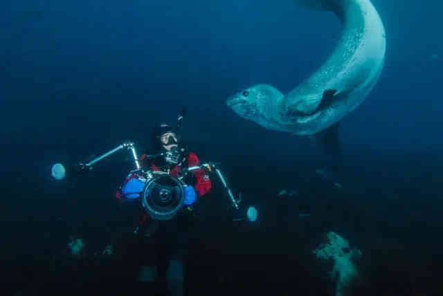 South Georgia Island (Month-Long Expedition) 2026 South Georgia Island (Month-Long Expedition) 2026