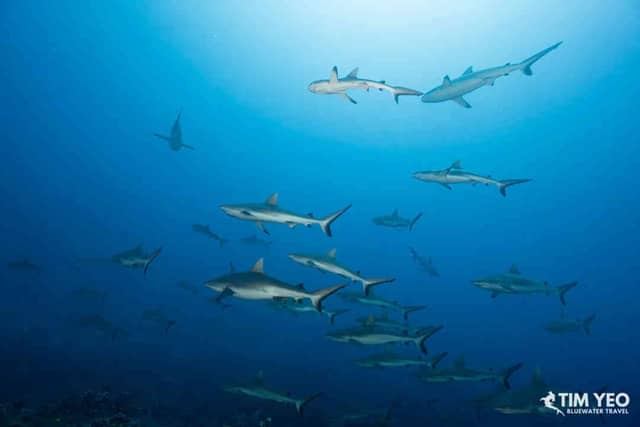 Fakarava Wall Of Sharks Trip 2026 Fakarava Wall Of Sharks Trip 2026